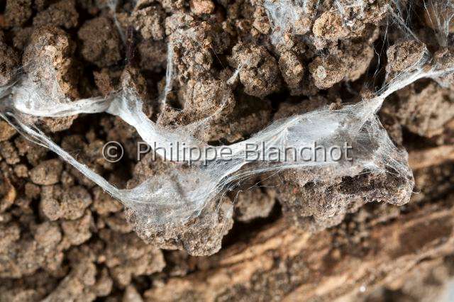 Atypidae_8502.JPG - France, Araneae, Mygalomorphae, Atypidae, Mygale à chaussette (Atypus affinis), toile, Purse-Web Spider (Atypus affinis), web